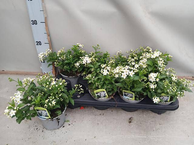 <h4>SOLANUM JASMINOIDES</h4>