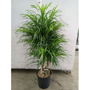 Dracaena refl. 'Anita'