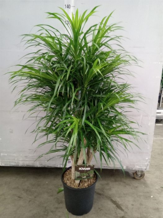 <h4>Dracaena refl. 'Anita'</h4>