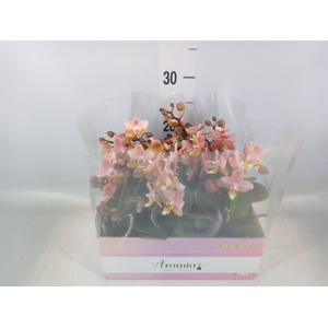 Phalaenopsis multi.   ...orange