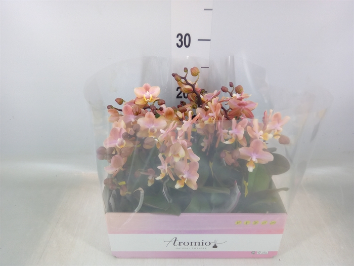 <h4>Phalaenopsis multi.   ...orange</h4>