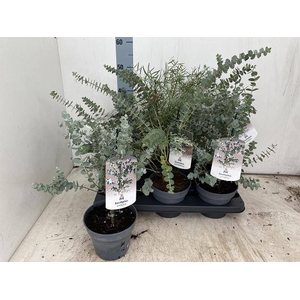 EUCALYPTUS