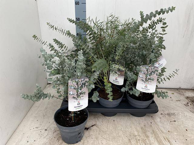 <h4>EUCALYPTUS</h4>