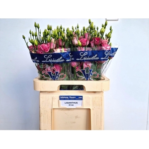 LIS G EXCALIBUR ROSE PINK