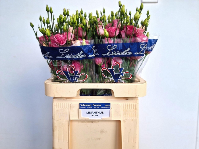 <h4>LIS G EXCALIBUR ROSE PINK</h4>