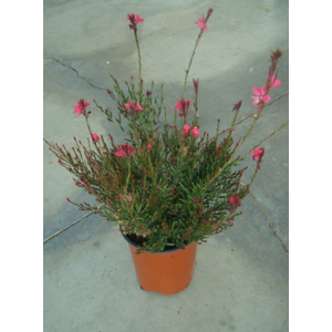 Gaura lindheimeri overig