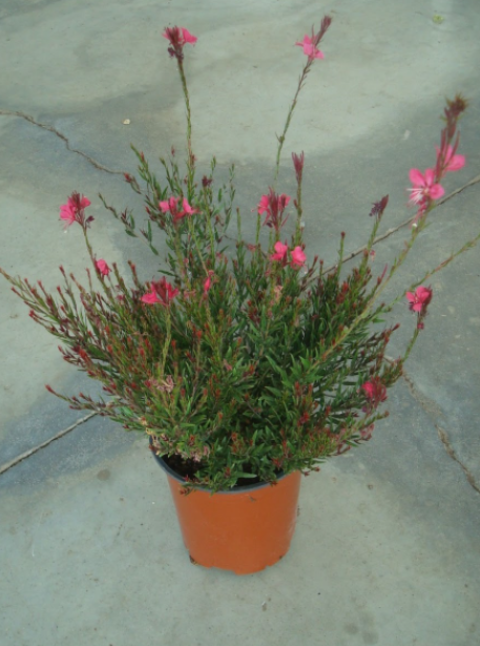 <h4>Gaura lindheimeri overig</h4>