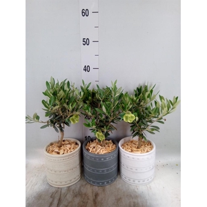 Arr. Tuinplanten H%