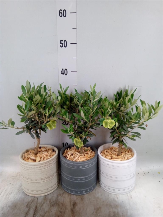 <h4>Arr.   Tuinplanten H%</h4>