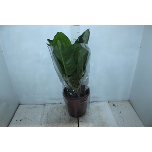 AGLAONEMA PATAYA P23