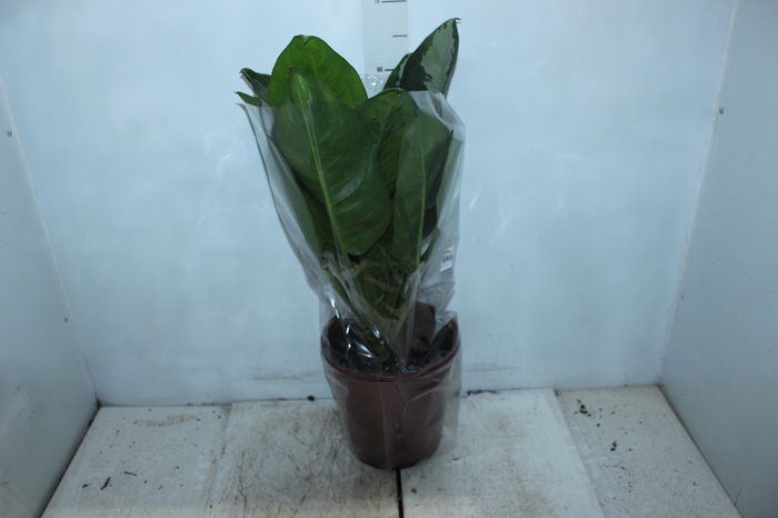 AGLAONEMA PATAYA P23