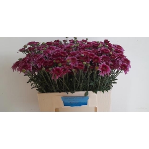 CHR T BEPPIE PURPER