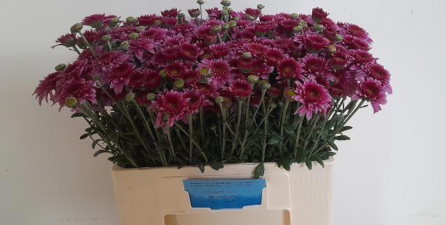 <h4>CHR T BEPPIE PURPER</h4>