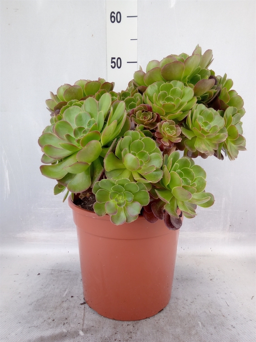 <h4>Aeonium   ...</h4>