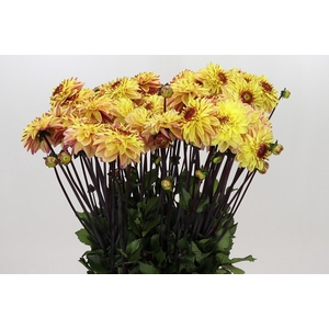 Dahlia Gelia