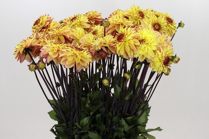 <h4>Dahlia Gelia</h4>