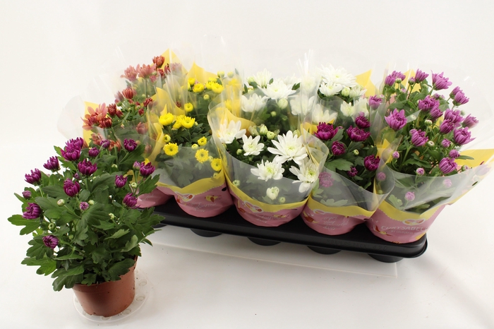 <h4>CHRYS GEVULDBL GEM</h4>