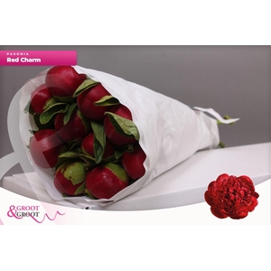 Paeonia Red Charm | Heavy Quality