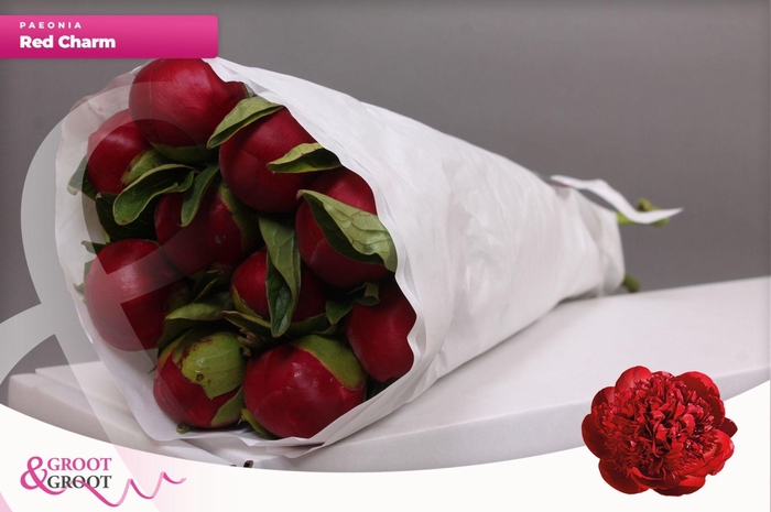 <h4>Paeonia Red Charm | Heavy Quality</h4>