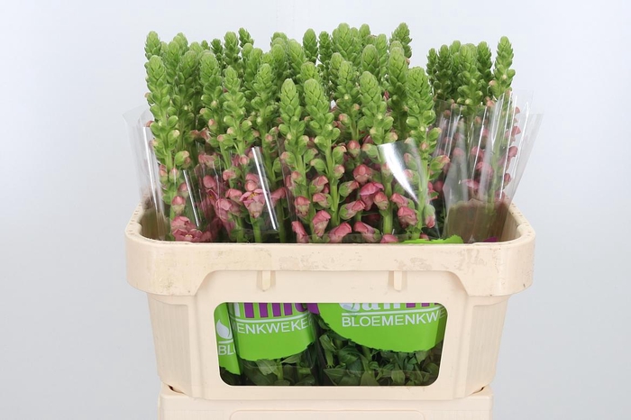 <h4>Antir Antibes Rose</h4>