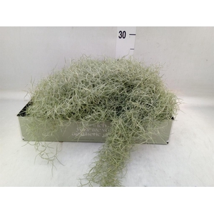 Tillandsia usneoides