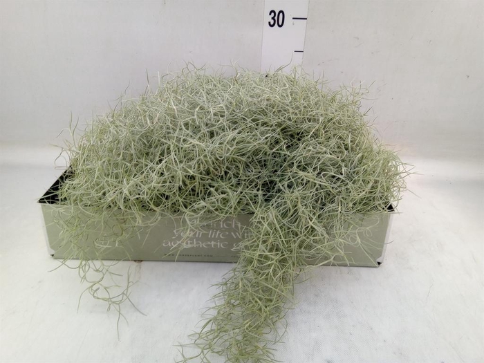 <h4>Tillandsia usneoides</h4>