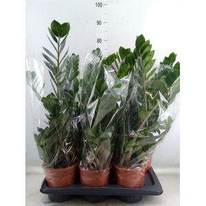 Zamioculcas zamiifolia