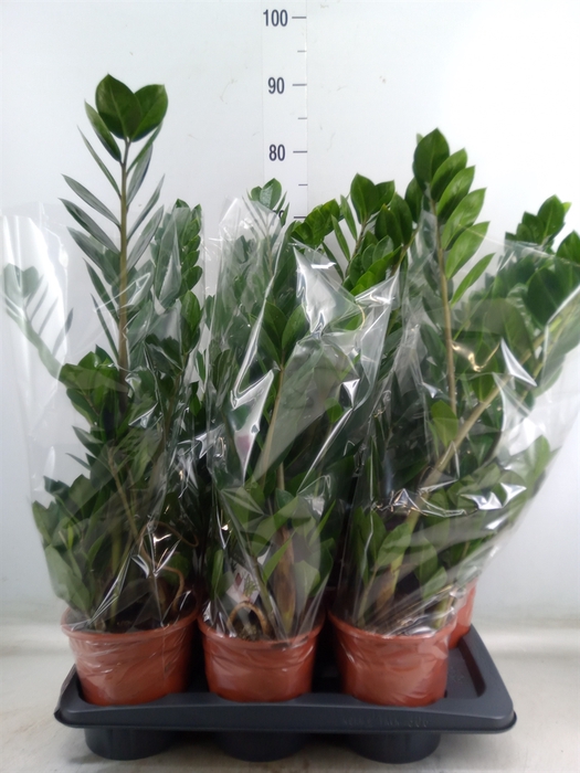 <h4>Zamioculcas zamiifolia</h4>