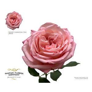 Rosa Garden Rosas Amazing Tea Rose