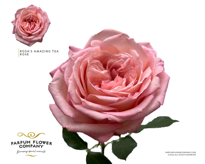 <h4>Rosa Garden Rosas Amazing Tea Rose</h4>