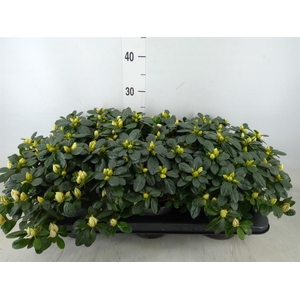 Rhododendron sim.   ...