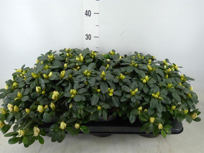 <h4>Rhododendron sim.   ...</h4>