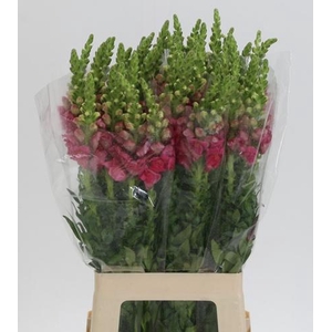 ANTIR POTO CHER ROSE