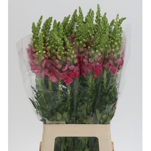 ANTIR POTO CHER ROSE