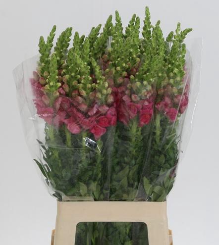 <h4>ANTIR POTO CHER ROSE</h4>