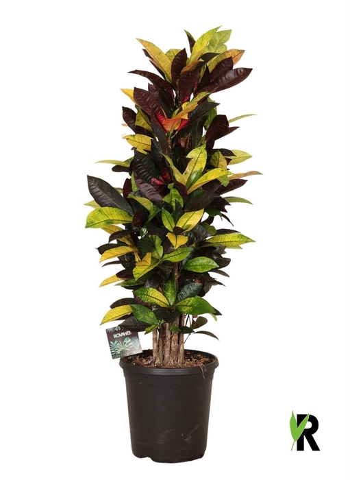 <h4>Codiaeum var. KL 'Mrs Iceton'</h4>