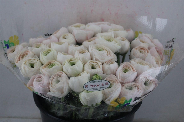 <h4>Ran Cloni Sup Hanoi</h4>