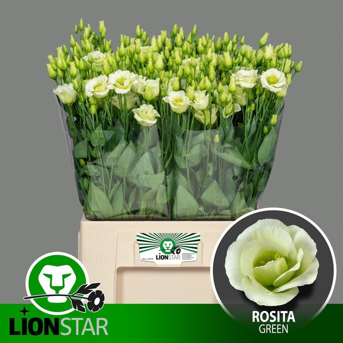 <h4>EUS G ROSI GREEN</h4>