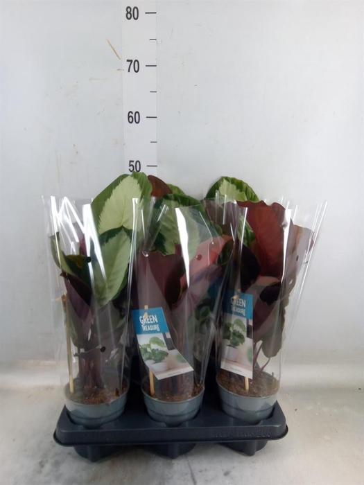 <h4>Calathea   ...</h4>