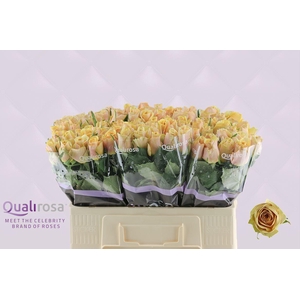 R Gr Golden Mustard
