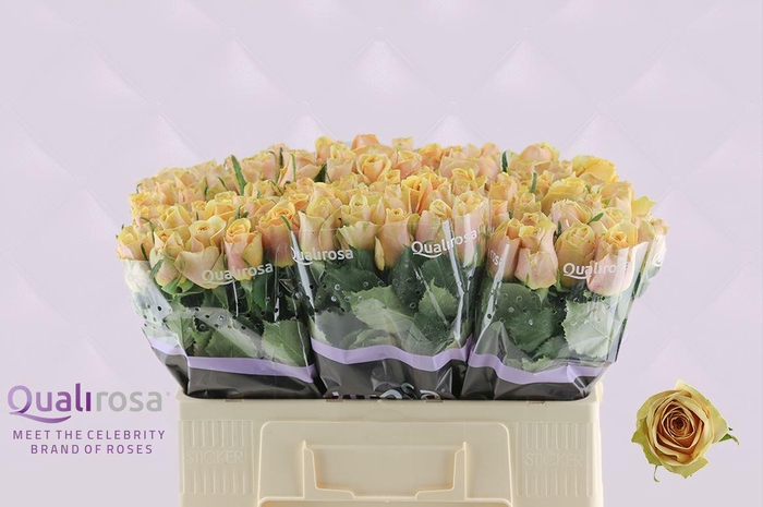 <h4>R Gr Golden Mustard</h4>