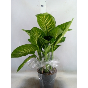 Dieffenbachia seg. 'Reeva'