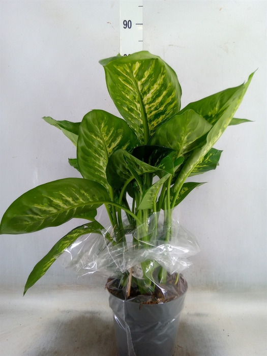 <h4>Dieffenbachia seg. 'Reeva'</h4>