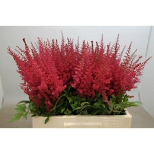 ASTIL AR PAUL GAARDE