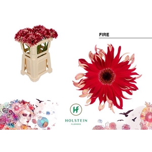 Gerbera Gerpasta Fire