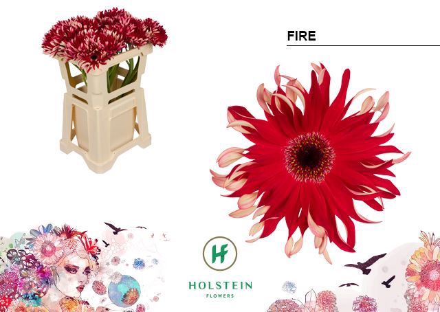 <h4>Gerbera Gerpasta Fire</h4>