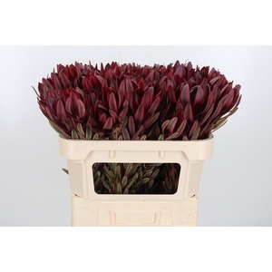 Leucadendron Jester