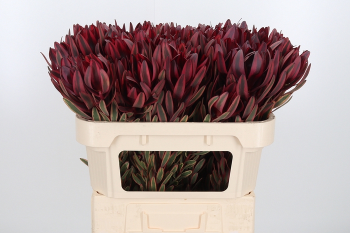 <h4>Leucadendron Jester</h4>