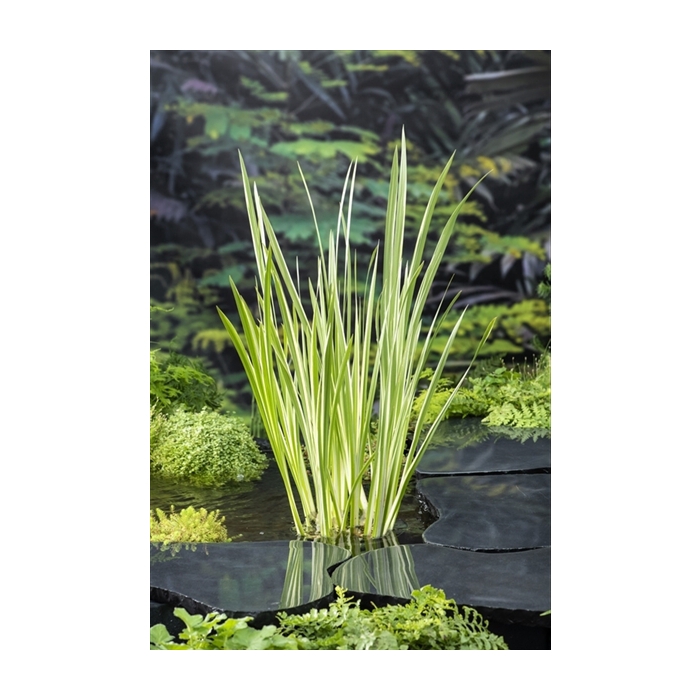 <h4>Acorus calamus Variegata</h4>