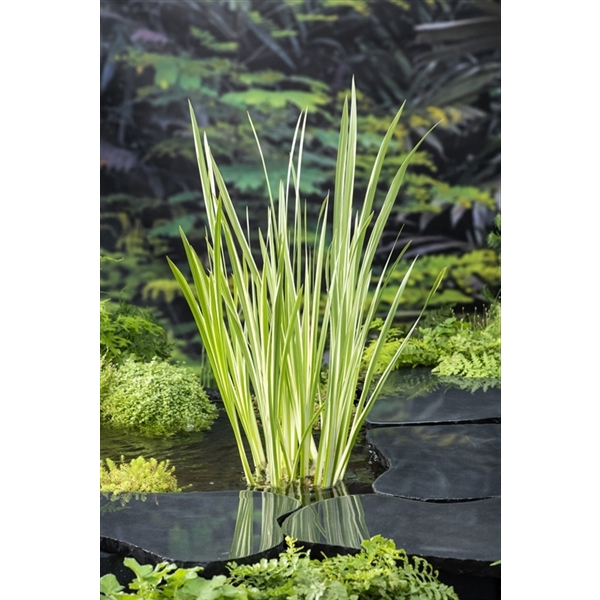 Acorus calamus Variegata